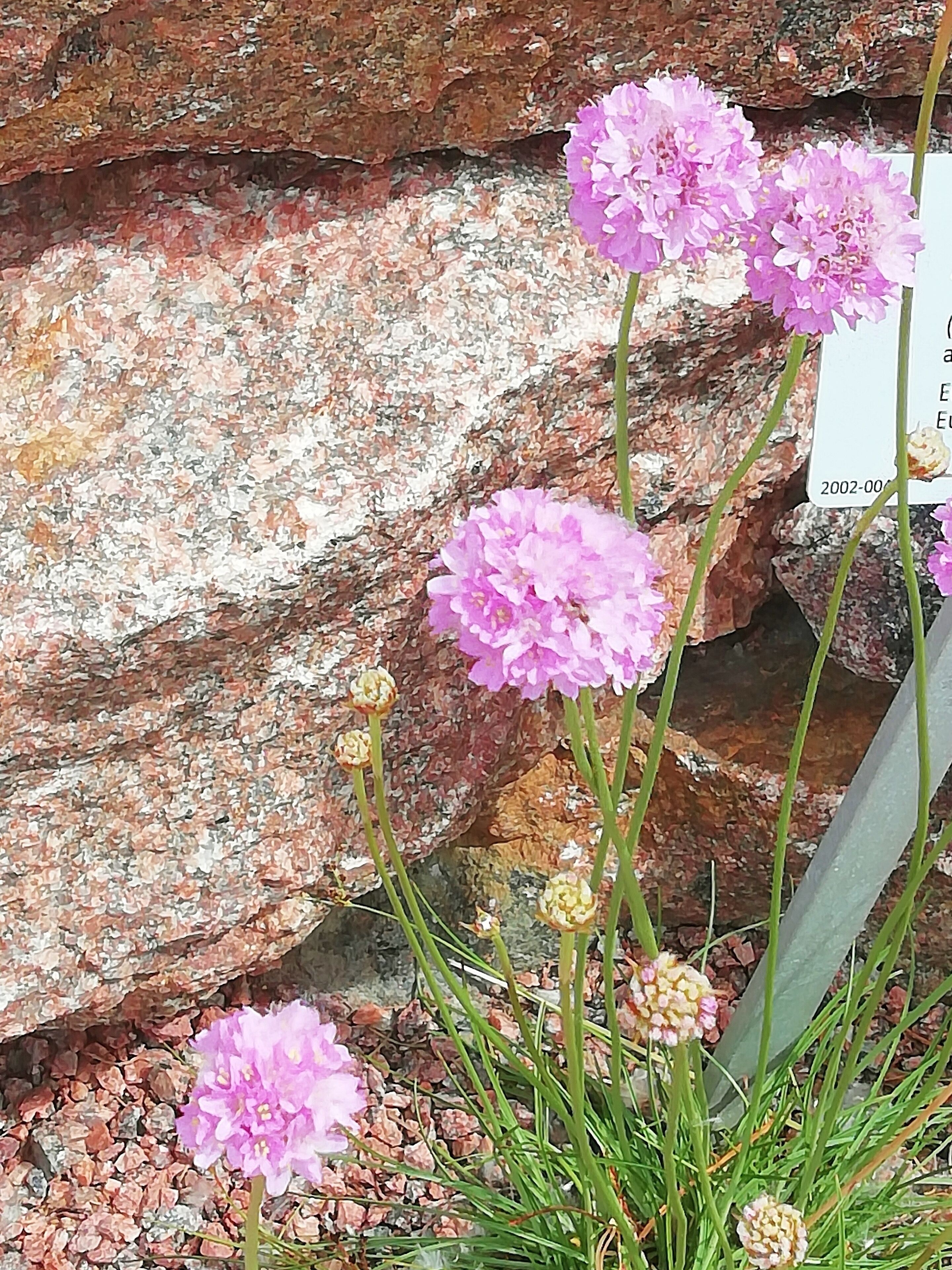Delicate one.
There is free entrance to outdoor garden.
https://www.luomus.fi/en/kaisaniemi-botanic-garden/introduction
