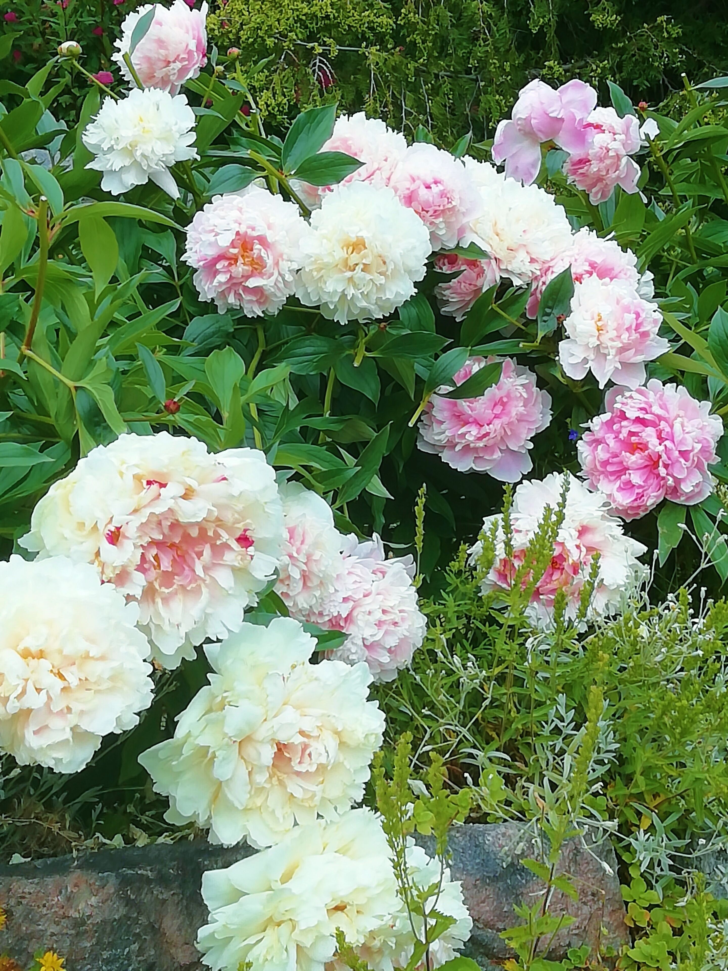 As we visited Helsinki City Winter Garden in summer at best blooming time of peonies, couldn’t resist few fotos.

Hammarskjöldintie 1 A, 00250 Helsinki https://www.hel.fi/helsinki/en/culture/leisure/experience/winter-garden/ 
