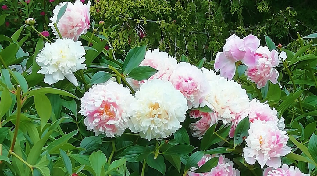 As we visited Helsinki City Winter Garden in summer at best blooming time of peonies, couldn’t resist few fotos.
Hammarskjöldintie 1 A, 00250 Helsinki https://www.hel.fi/helsinki/en/culture/leisure/experience/winter-garden/