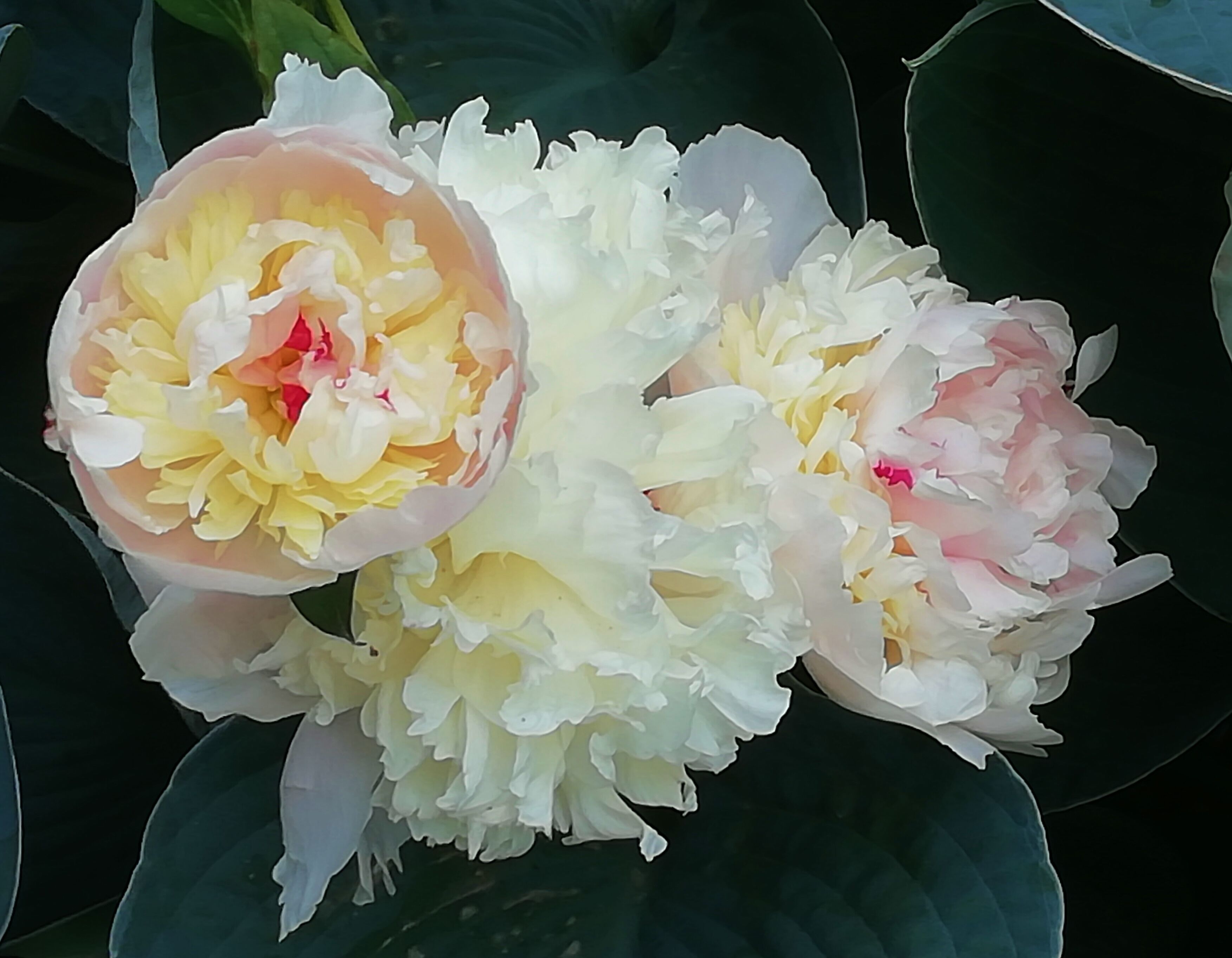 Almost open. Piony, my favourite flower.

There is free entrance to outdoor garden.
https://www.luomus.fi/en/kaisaniemi-botanic-garden/introduction
