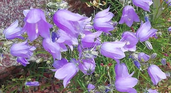 Bluebell has desided to grow wild there.
There is free entrance to outdoor garden.
https://www.luomus.fi/en/kaisaniemi-botanic-garden/introduction