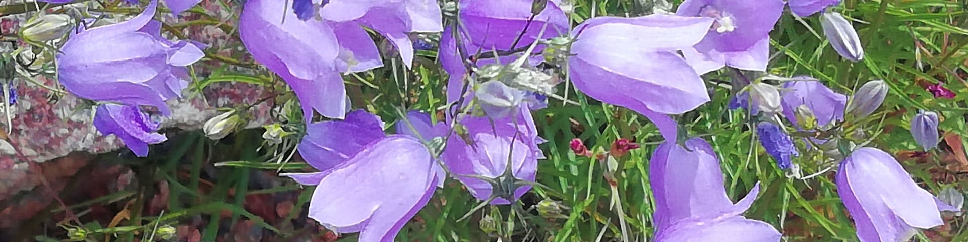 Bluebell has desided to grow wild there.
There is free entrance to outdoor garden.
https://www.luomus.fi/en/kaisaniemi-botanic-garden/introduction