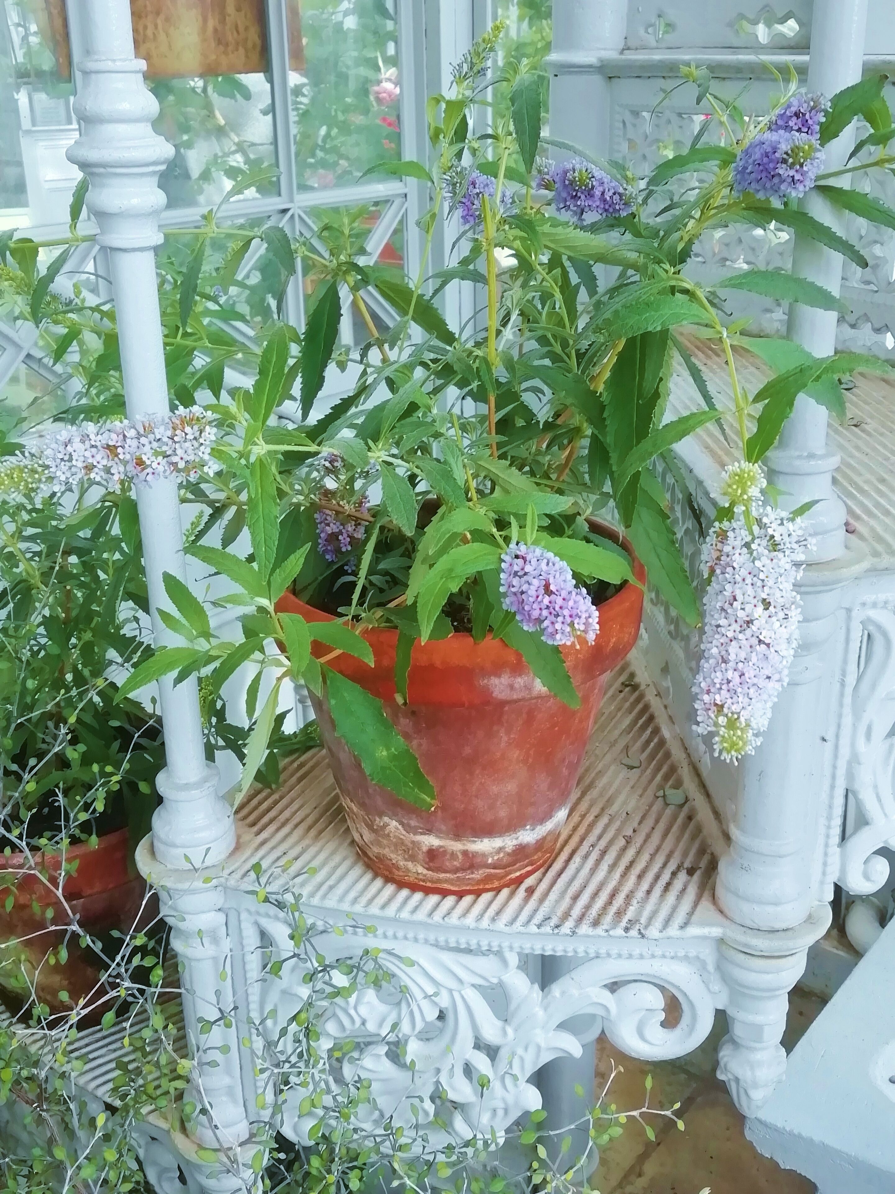 In 1893 founded Winter Garden hosts more than 200 plant species.
Major-General Jakob Julius af Lindfors donated elegant glasshouses for school of gardening. He only insist for Winter garden to be free of charges for the citizens to explore and that’s why it still is. 
Open all year round.

Hammarskjöldintie 1 A, 00250 Helsinki https://www.hel.fi/helsinki/en/culture/leisure/experience/winter-garden/ #Trovember
