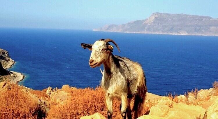 The locals up on the hill. #wildlife. My favourite country. #greece. 