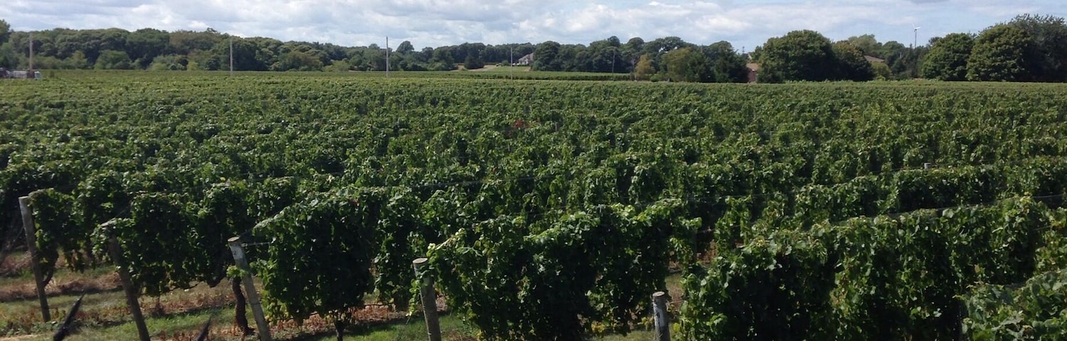 Wine on the vine!