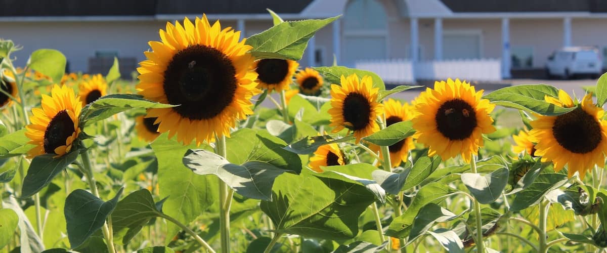Pindar is one of the more popular wineries on the North Fork of Long Island.  They have a large tasting room with vineyards in the back and a small sunflower farm to the side.  Try the Winter White!