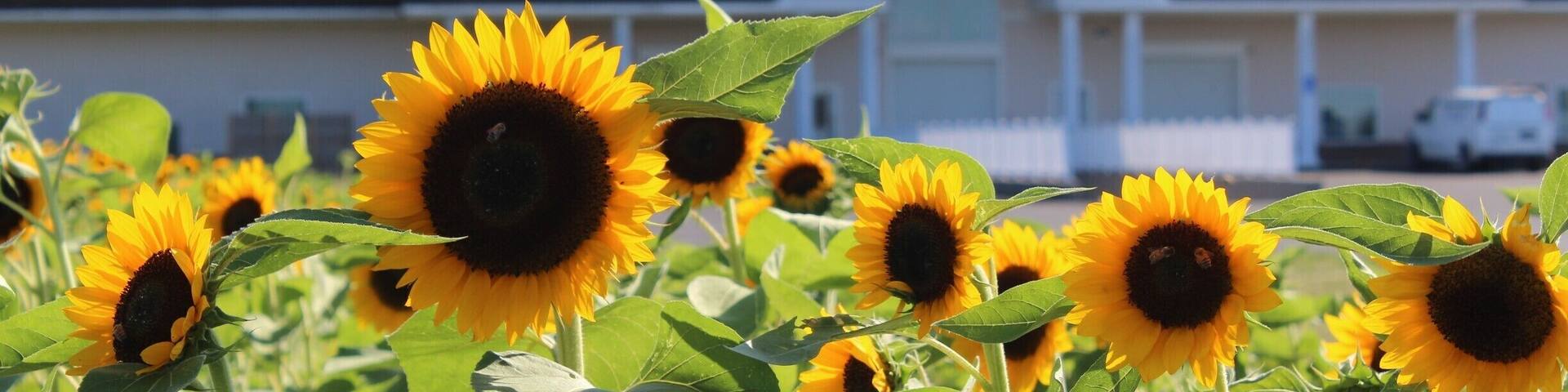 Pindar is one of the more popular wineries on the North Fork of Long Island. They have a large tasting room with vineyards in the back and a small sunflower farm to the side. Try the Winter White!