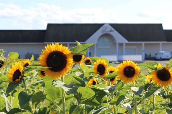 Pindar is one of the more popular wineries on the North Fork of Long Island. They have a large tasting room with vineyards in the back and a small sunflower farm to the side. Try the Winter White!