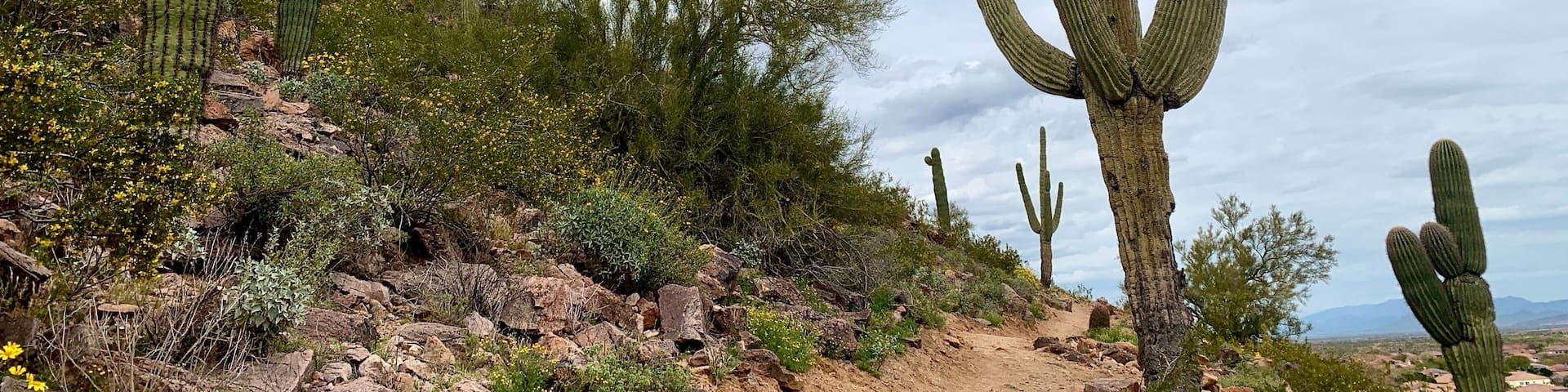 saguaro cactus in Arizona