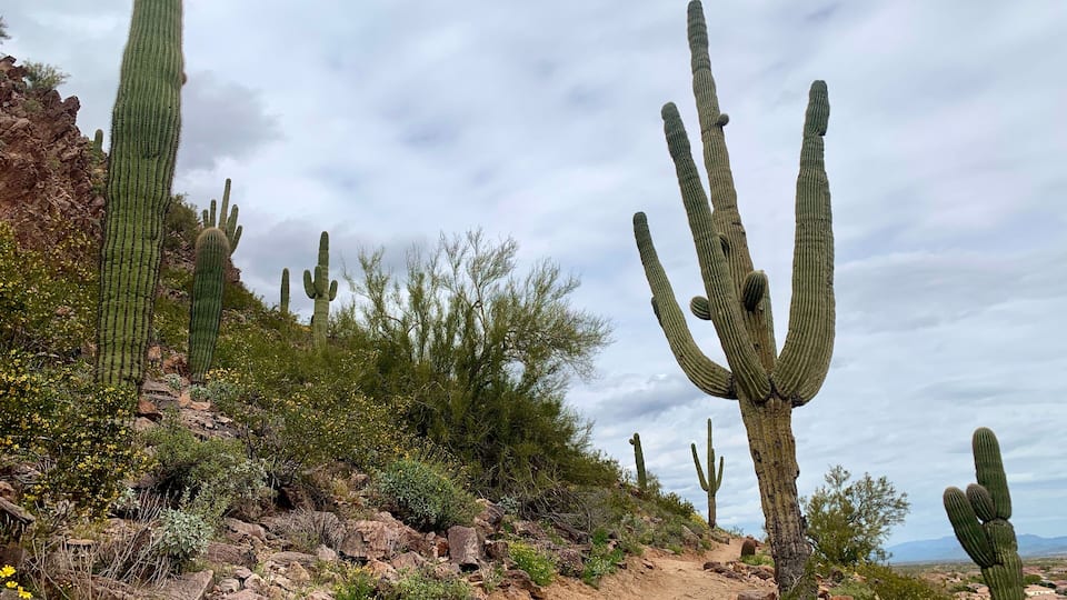 A desert landscape with multiple saguaro cacti, rocky terrain, and sparse vegetation.