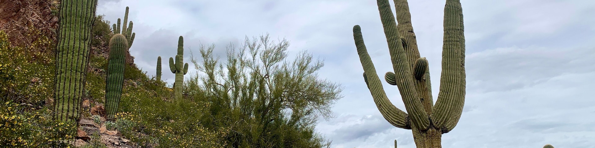 saguaro cactus in Arizona