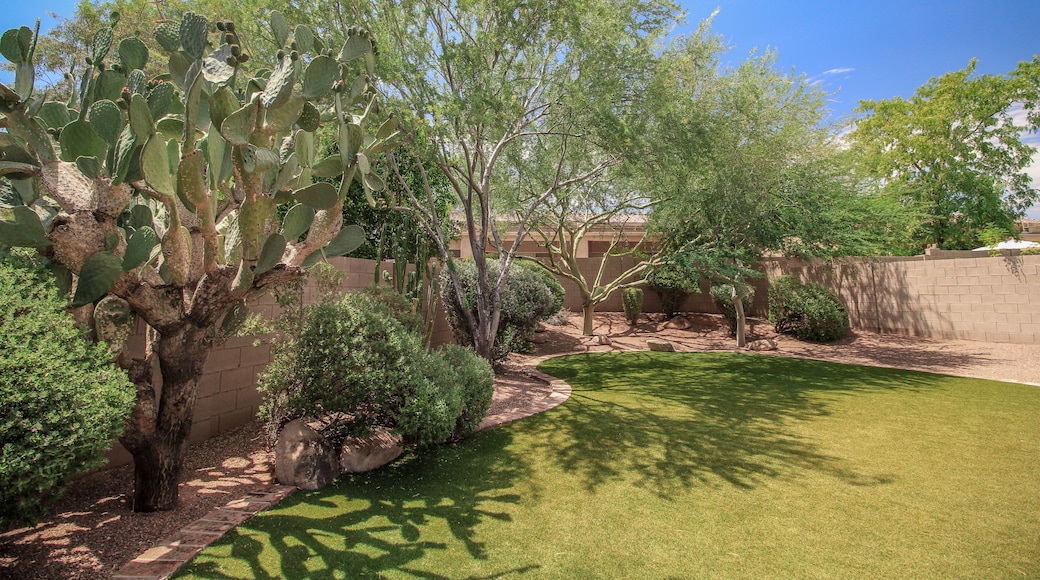 Big Cactus in The Backayrd of a Phoenix Arizona Home