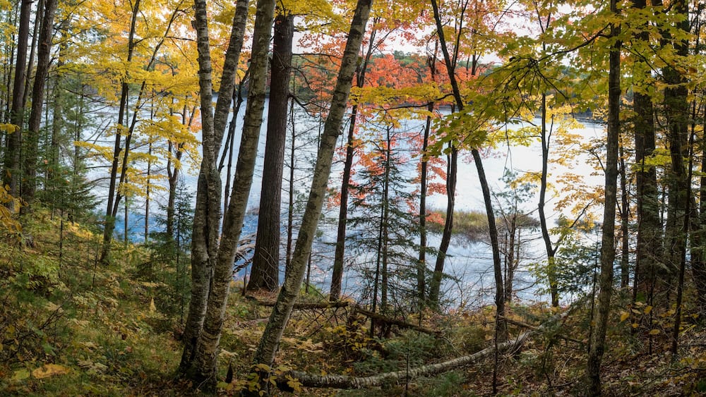 A view through the autumn woods of a pristine Northwoods lake. Vilas County, WI.