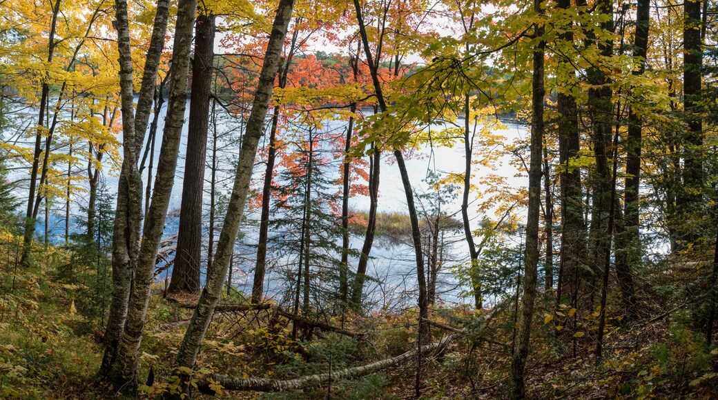 A view through the autumn woods of a pristine Northwoods lake. Vilas County, WI.