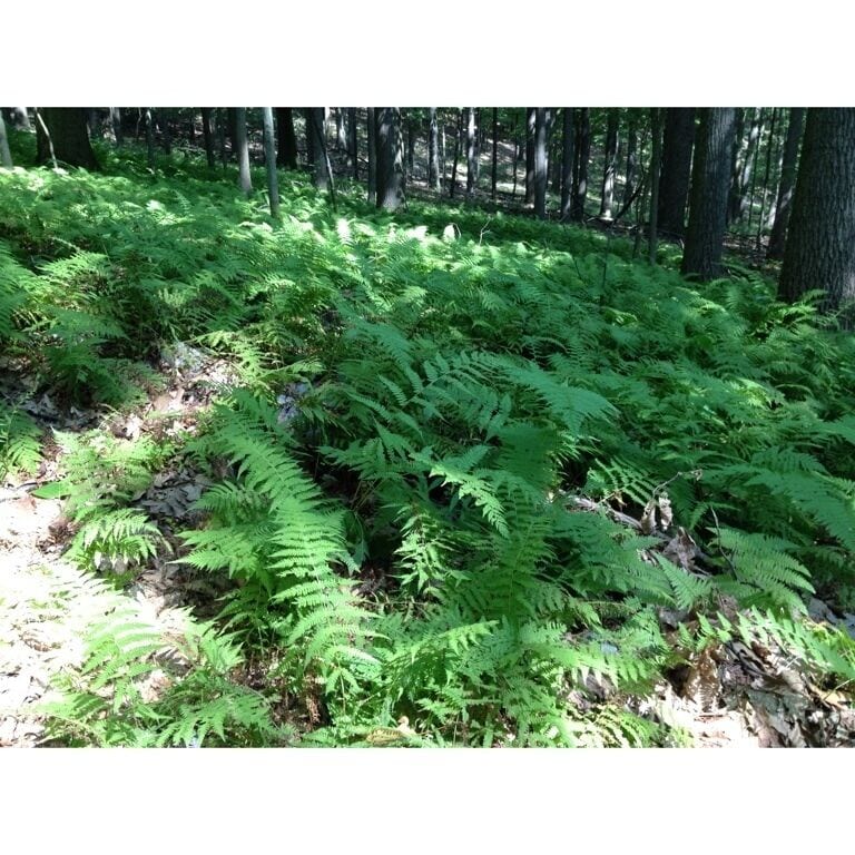 Fern covered forest bed along the trail over Mount Misery in Valley Forge Park
