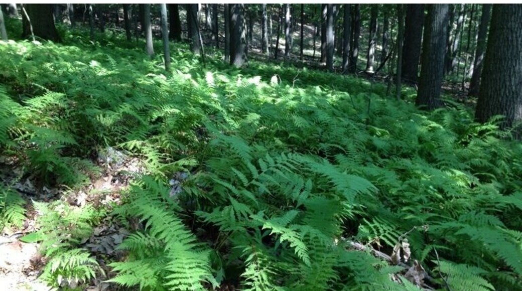 Fern covered forest bed along the trail over Mount Misery in Valley Forge Park