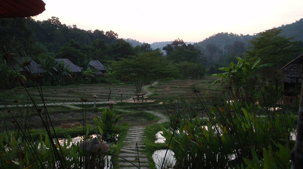 The rice fields of the Fern Resort, an eco hotel, at sunset