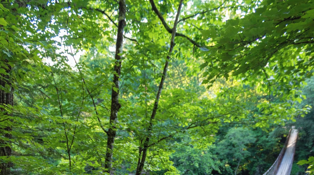 Cane Creek Falls at Fall Creek Falls State Park in Tennessee. Read the full travel guide here: https://thewalkingmermaid.com/blog/guide-to-fall-creek-falls-state-park-tennessee