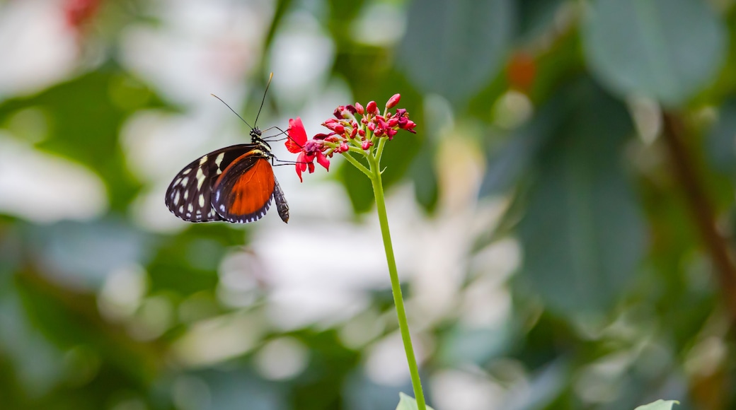 Longwing exotic butterfly pollinating flowers at a butterfly park in Pine Mountain Georgia.