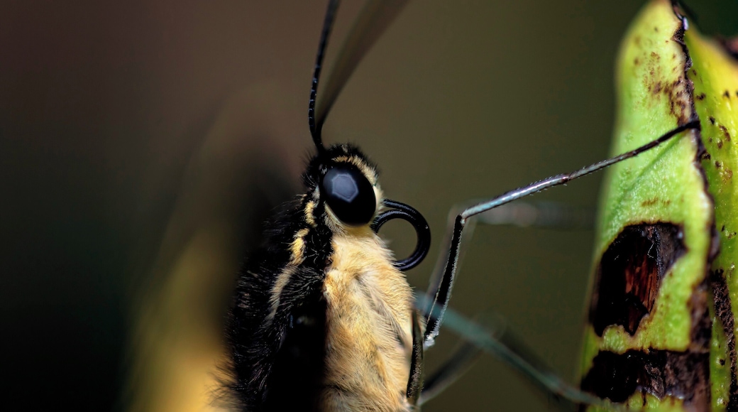 I thought this little guy's proboscis was really cool looking. I also got the eyes! It was such a great model for me. After I was done it flew around me a few times and then landed again; I guess it wanted another shot.