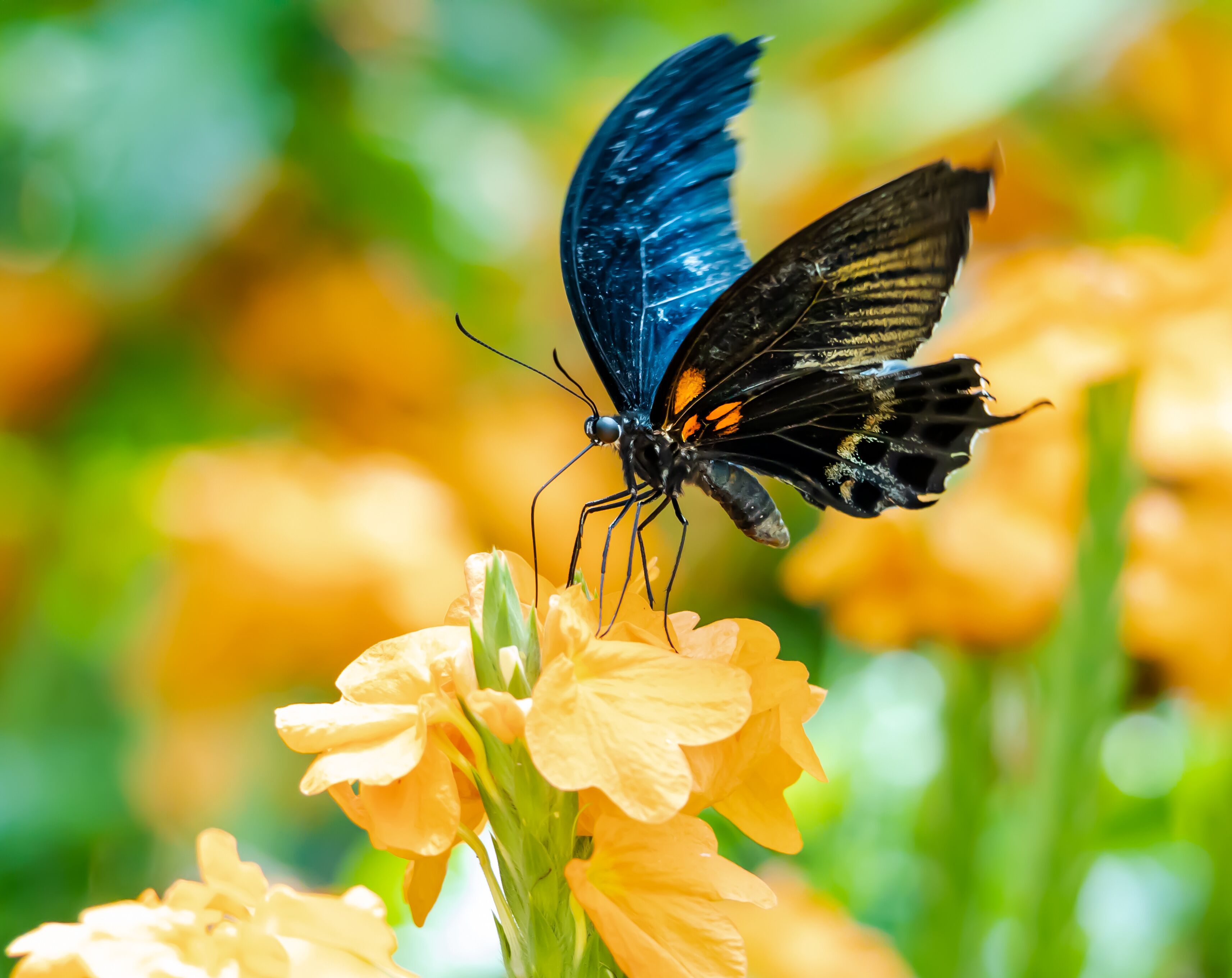 Yellow Mormon exotic butterfly at a butterfly garden in Pine Mountain Georgia.