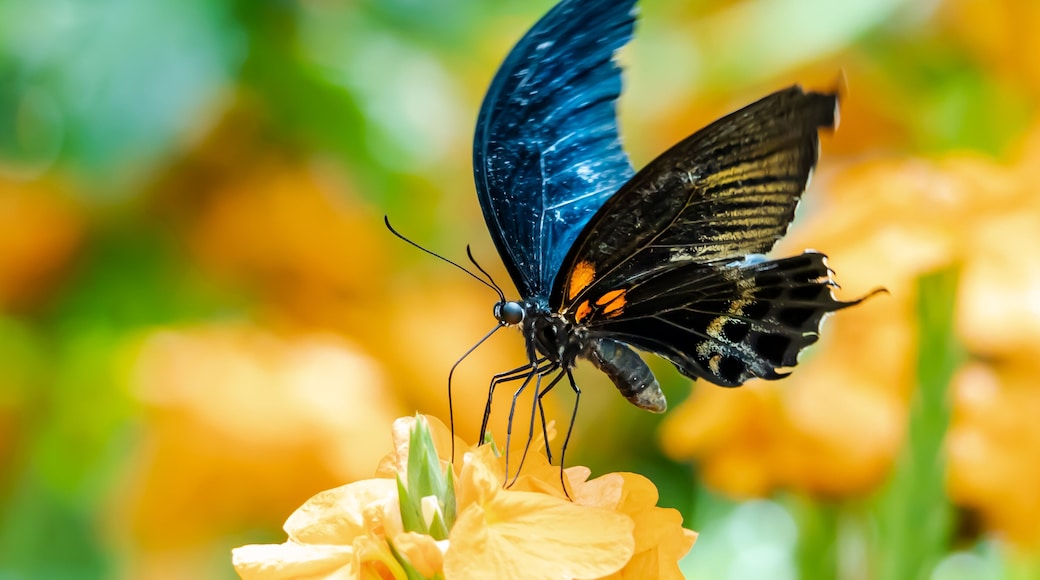 Yellow Mormon exotic butterfly at a butterfly garden in Pine Mountain Georgia.