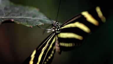 You know how you buy a lens and you think to yourself, "Self, this is going to completely revolutionize my photography!" Then you use the lens, like the shots you get, but then the lens goes back in the bag and you don't pull it out again. You get stuck, using the same angles, the same compositions, the same images. Maybe not you, but that happened to me.
This series was all taken with a 100mm macro. It was the first lens I purchased (after the kit lens if you count that). I loved that lens, but honestly I haven't used it in years. Now, this subject needs a close shot so a macro lens makes sense, but I had forgotten how you can really create a scene, tell a story, and capture depth with this lens. I composited some shots to pull more depth, but this day was more about me rediscovering my love for minimal depth and lost lenses. Since this day I have left the macro on the lens and intentionally forced myself to think how to use it rather than switching back to the Swiss Army style lenses. Try a different angle, a different depth of focus, or a different lens. It may just make you smile inside.