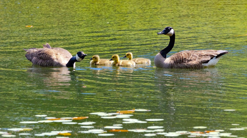 Canadian Geese and goslings at a pond in Pine Mountain Georgia.
