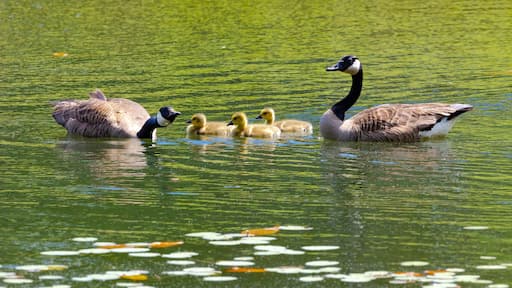 Canadian Geese and goslings at a pond in Pine Mountain Georgia.