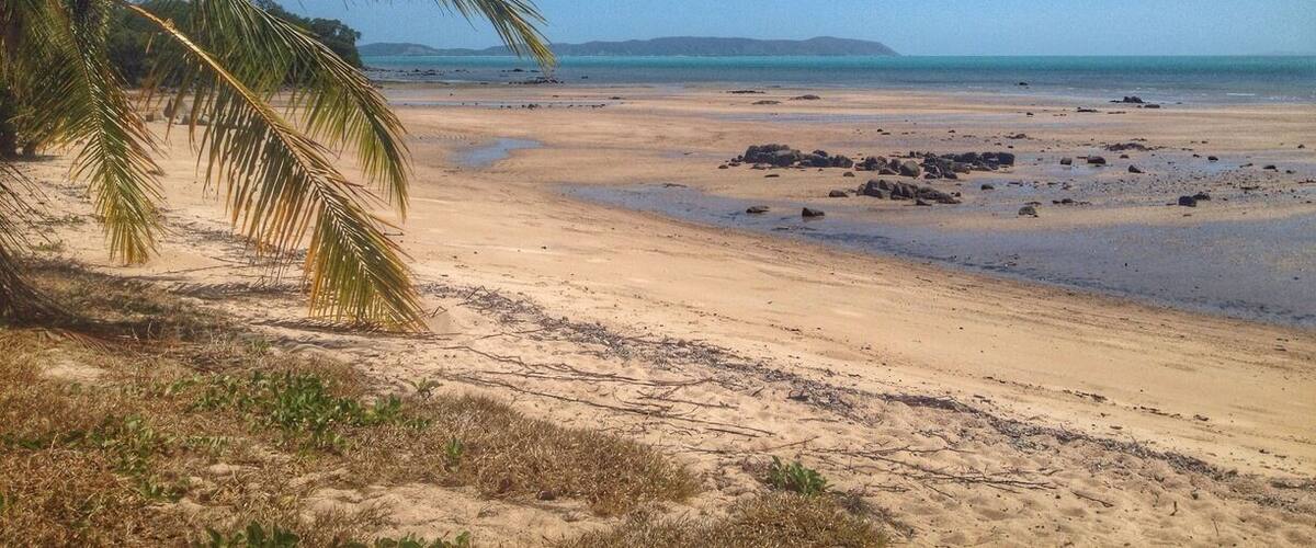 A sandy beach with scattered rocks and a palm tree.