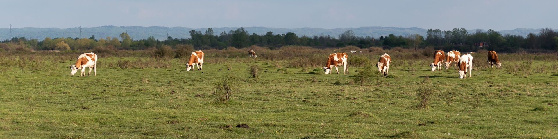 Cattle graze on pasture in spring, herd of domestic cows on sunlit plainfield and big clouds in sky, rural landscape