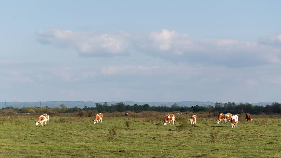 A grassy field with cows grazing, a clear sky, and distant hills.