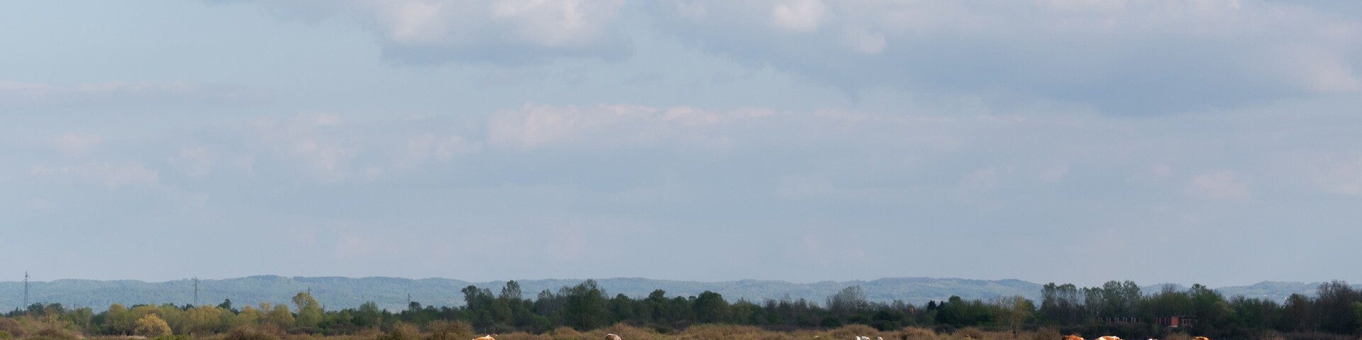 Cattle graze on pasture in spring, herd of domestic cows on sunlit plainfield and big clouds in sky, rural landscape