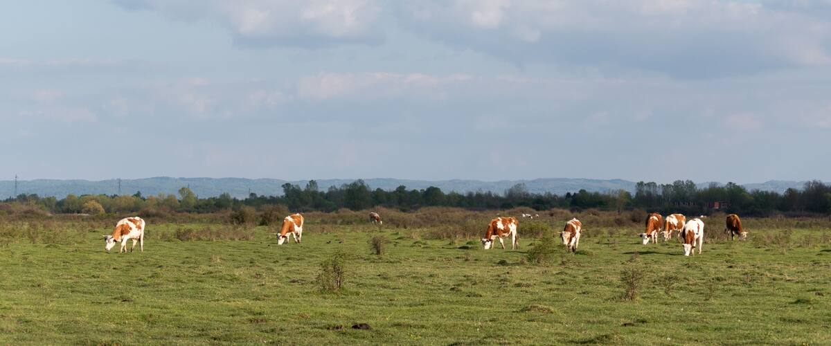 A grassy field with cows grazing, a clear sky, and distant hills.