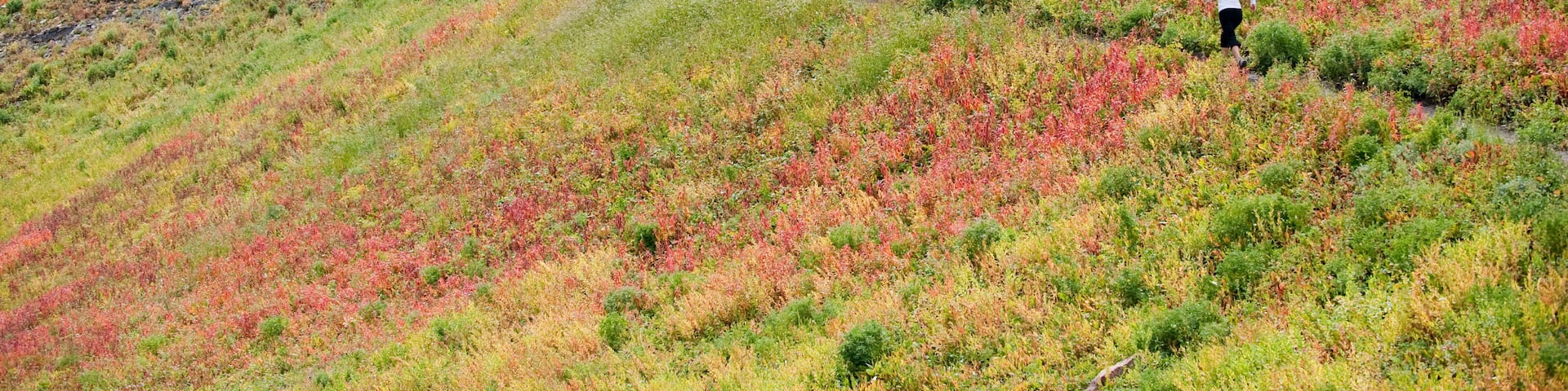 A woman trail runs through a colorful field on Mt. Timpanogos, near Pleasant Grove, UT.