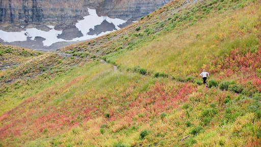 A woman trail runs through a colorful field on Mt. Timpanogos, near Pleasant Grove, UT.
