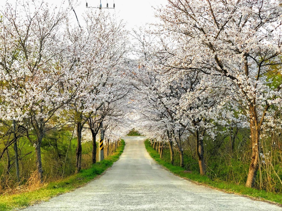 Nice cherry blossom