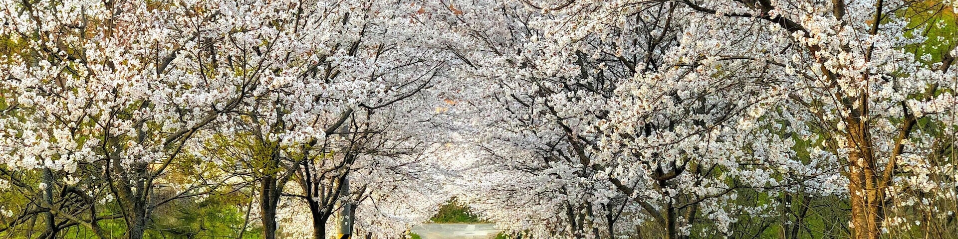 Nice cherry blossom