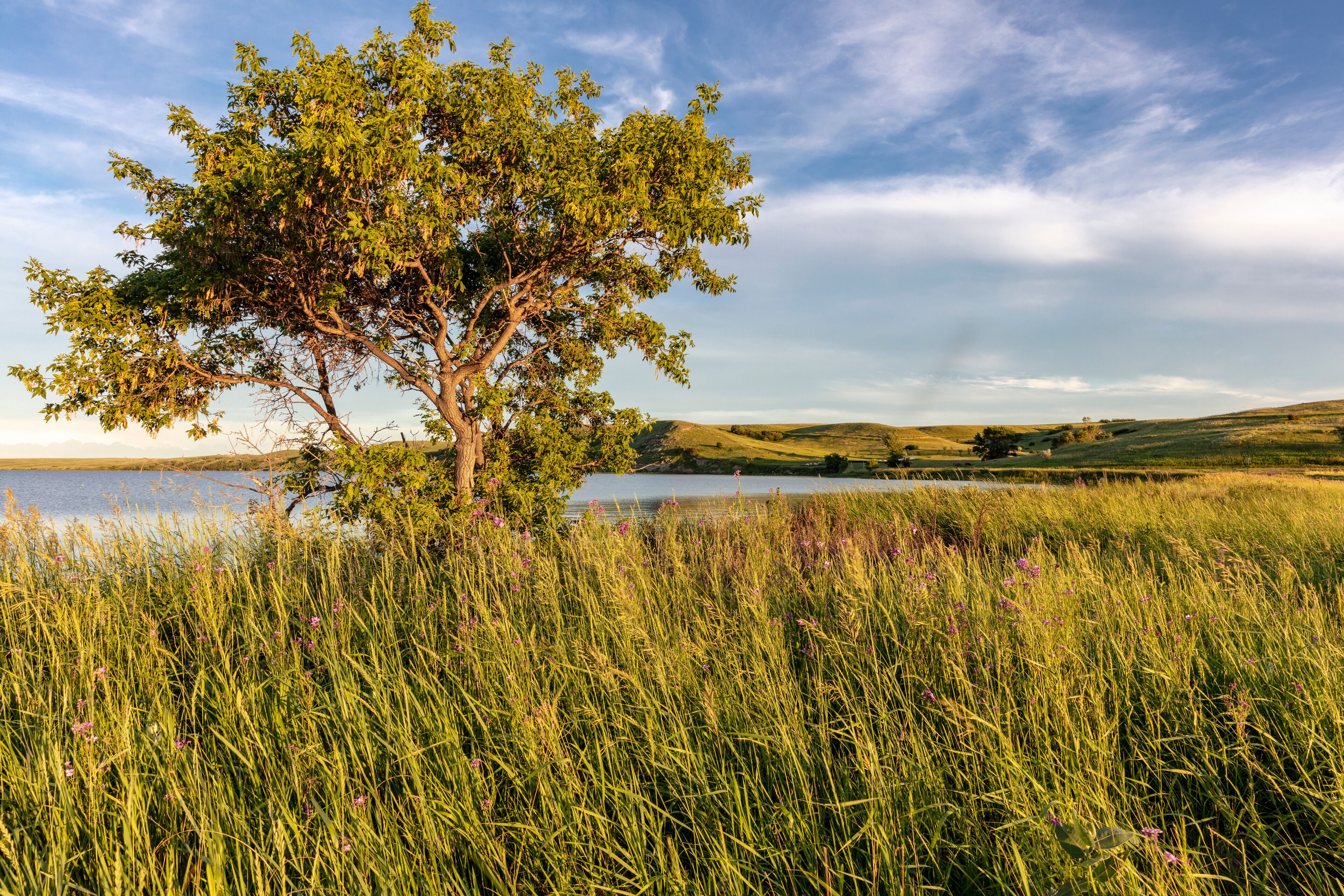 Wildflowers along Medicine Lake in Medicine Lake National Wildlife Refuge, Montana, USA