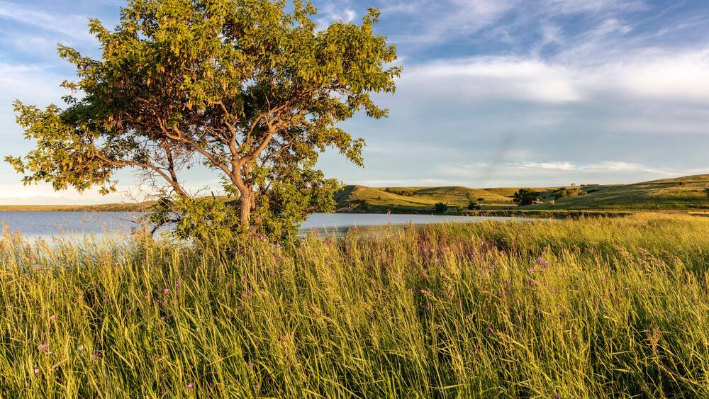 Wildflowers along Medicine Lake in Medicine Lake National Wildlife Refuge, Montana, USA