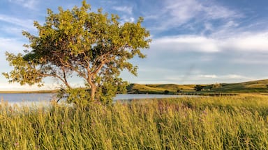 Wildflowers along Medicine Lake in Medicine Lake National Wildlife Refuge, Montana, USA