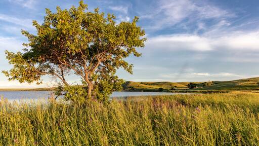 Wildflowers along Medicine Lake in Medicine Lake National Wildlife Refuge, Montana, USA