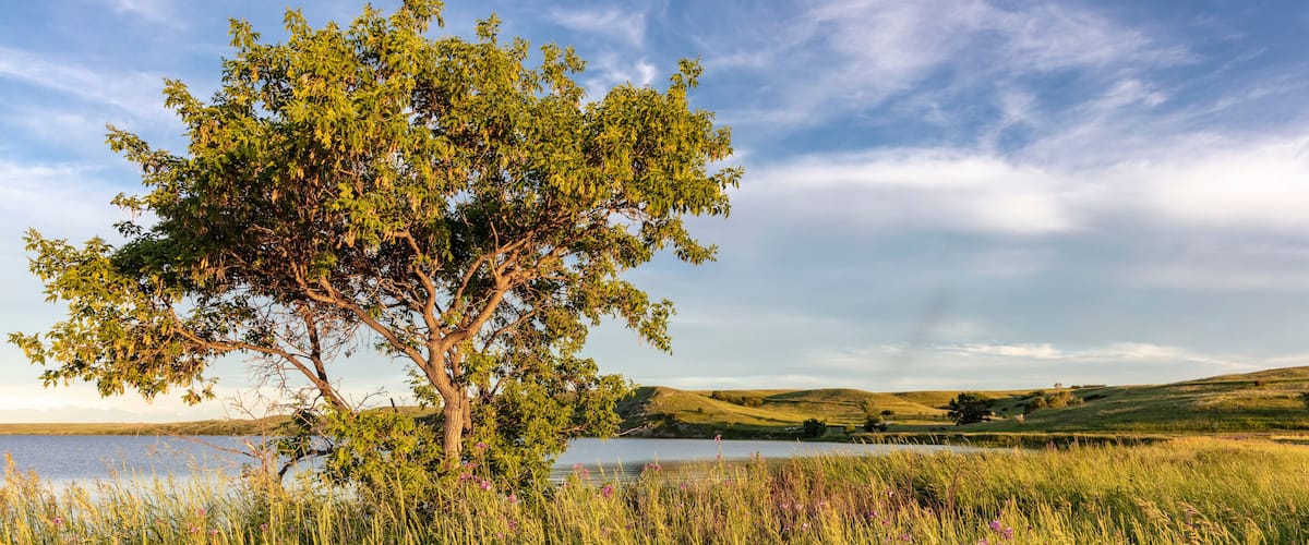 Wildflowers along Medicine Lake in Medicine Lake National Wildlife Refuge, Montana, USA