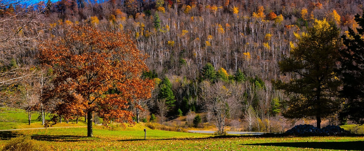 A park with a large tree in autumn colors, a grassy field, and a forested hill in the background.