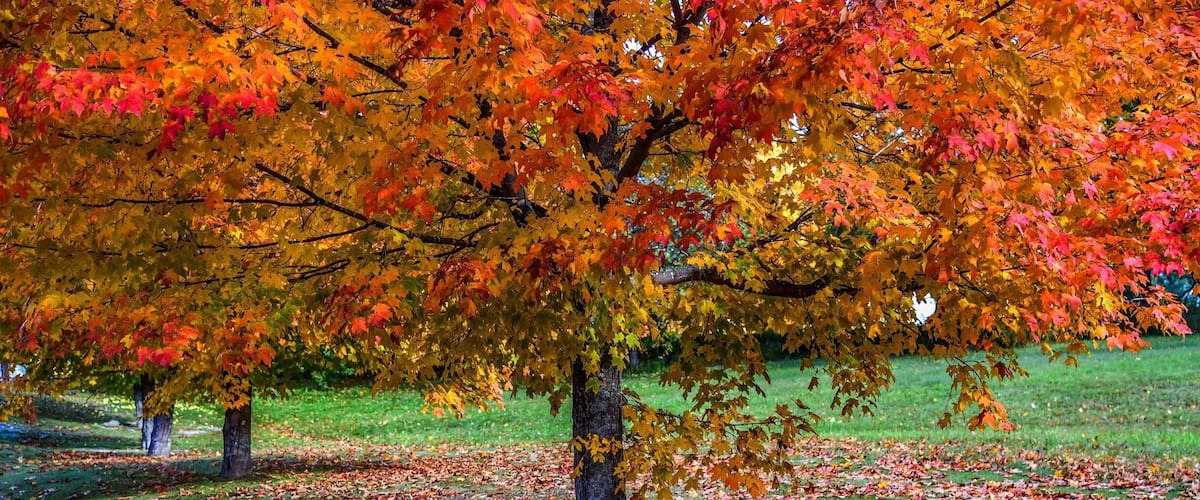 One of the best autumn colours one can experience, Vermont...
