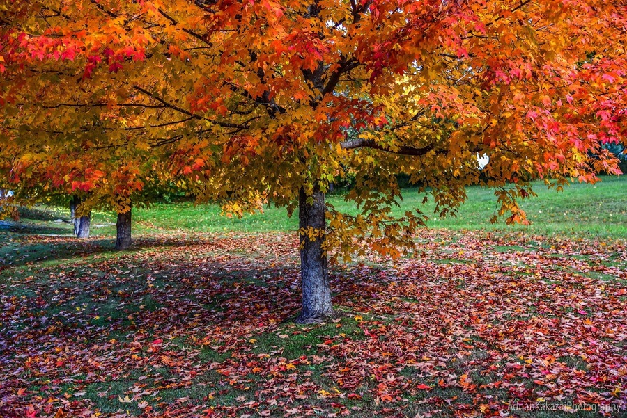 One of the best autumn colours one can experience, Vermont...