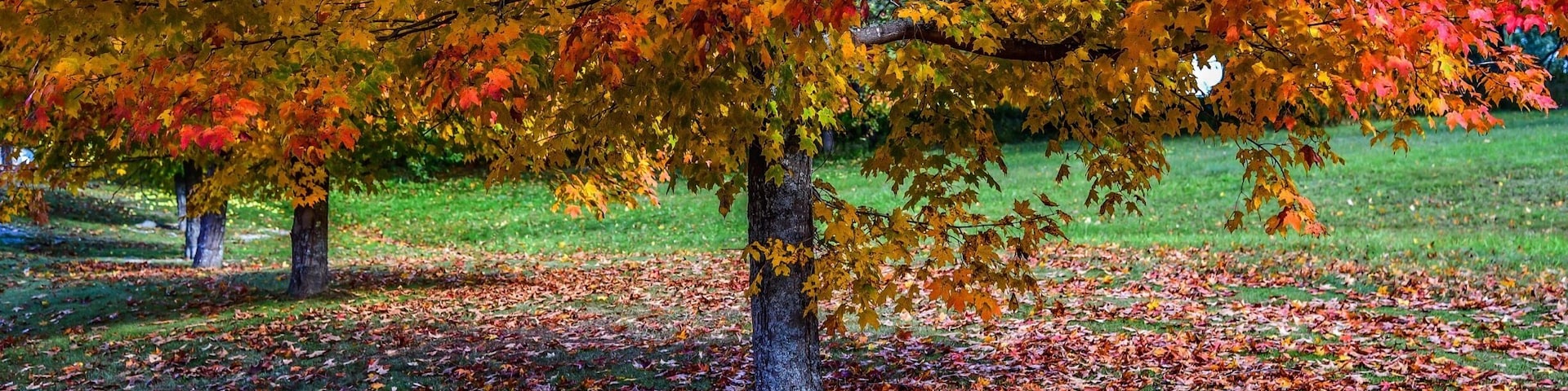 One of the best autumn colours one can experience, Vermont...