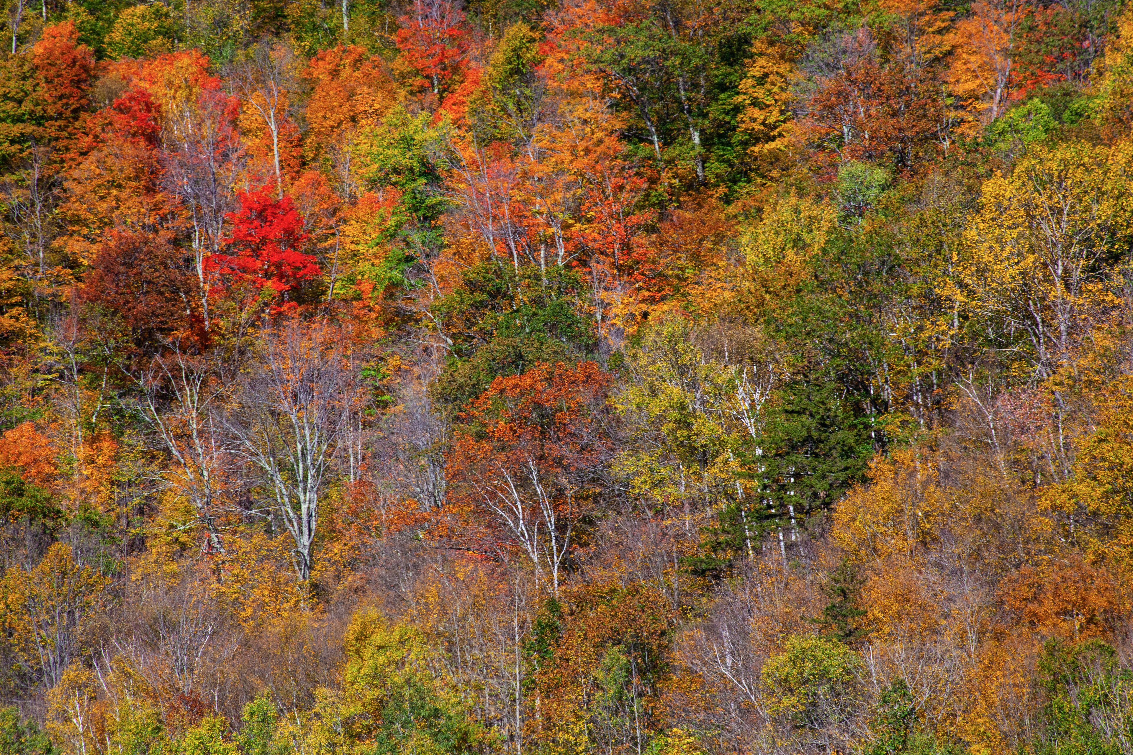 USA, New England, Vermont, Plymouth, Fall colors on hillside