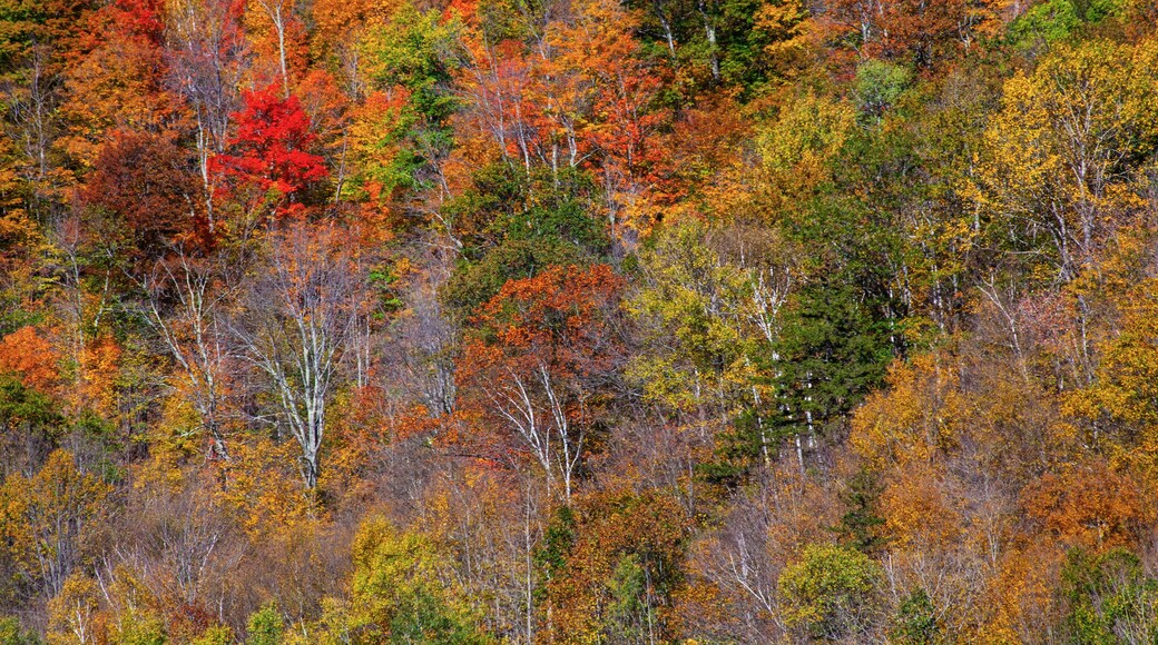 USA, New England, Vermont, Plymouth, Fall colors on hillside