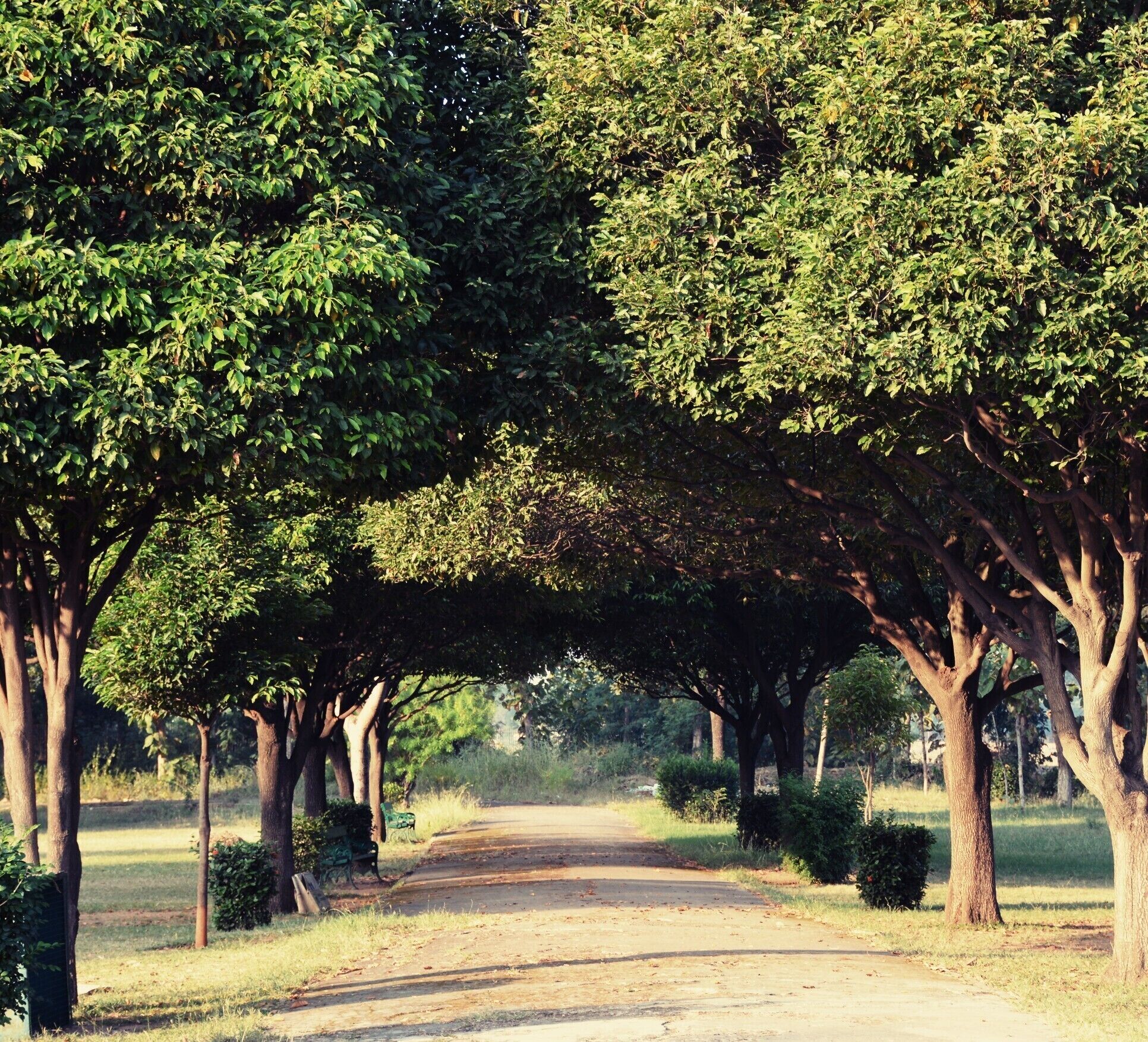 Un sendero bordeado de árboles en un parque.